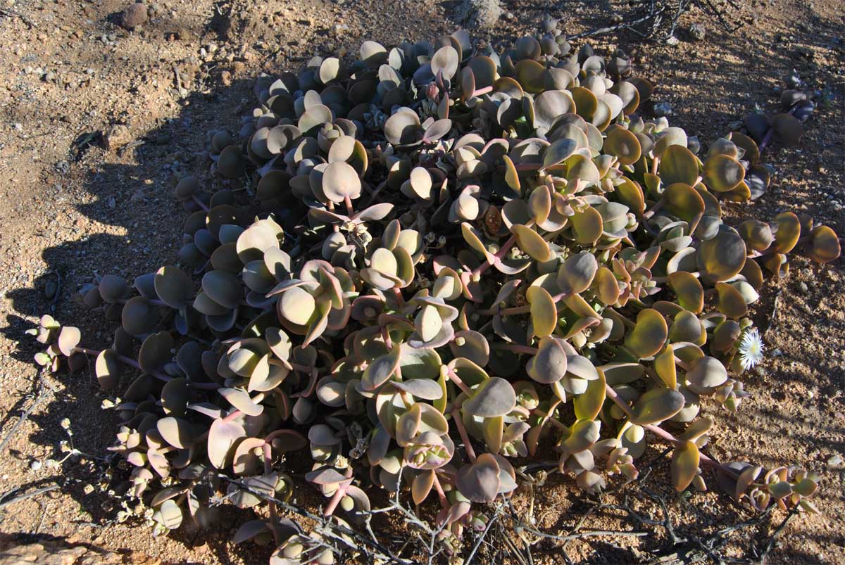 Image of Prenia sladeniana specimen.