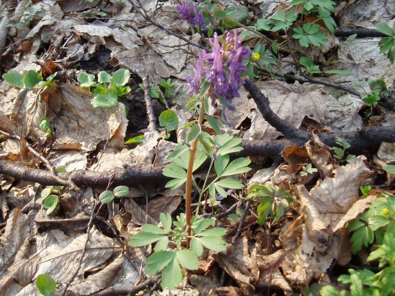 Image of Corydalis solida specimen.