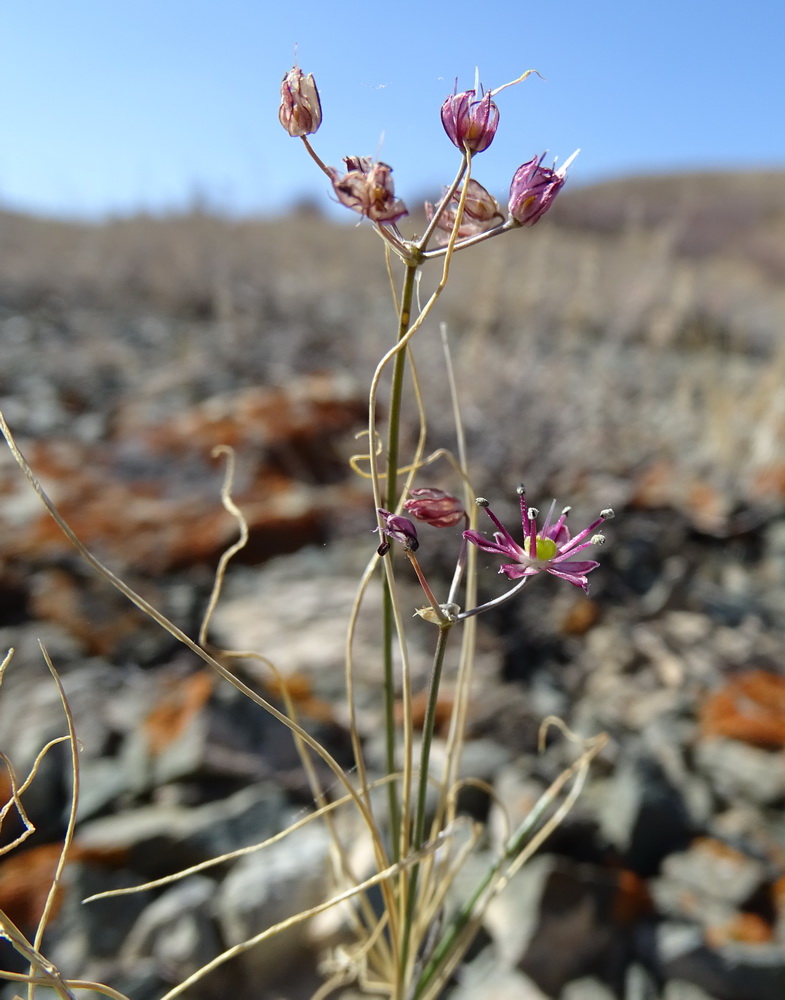 Image of Allium subtilissimum specimen.