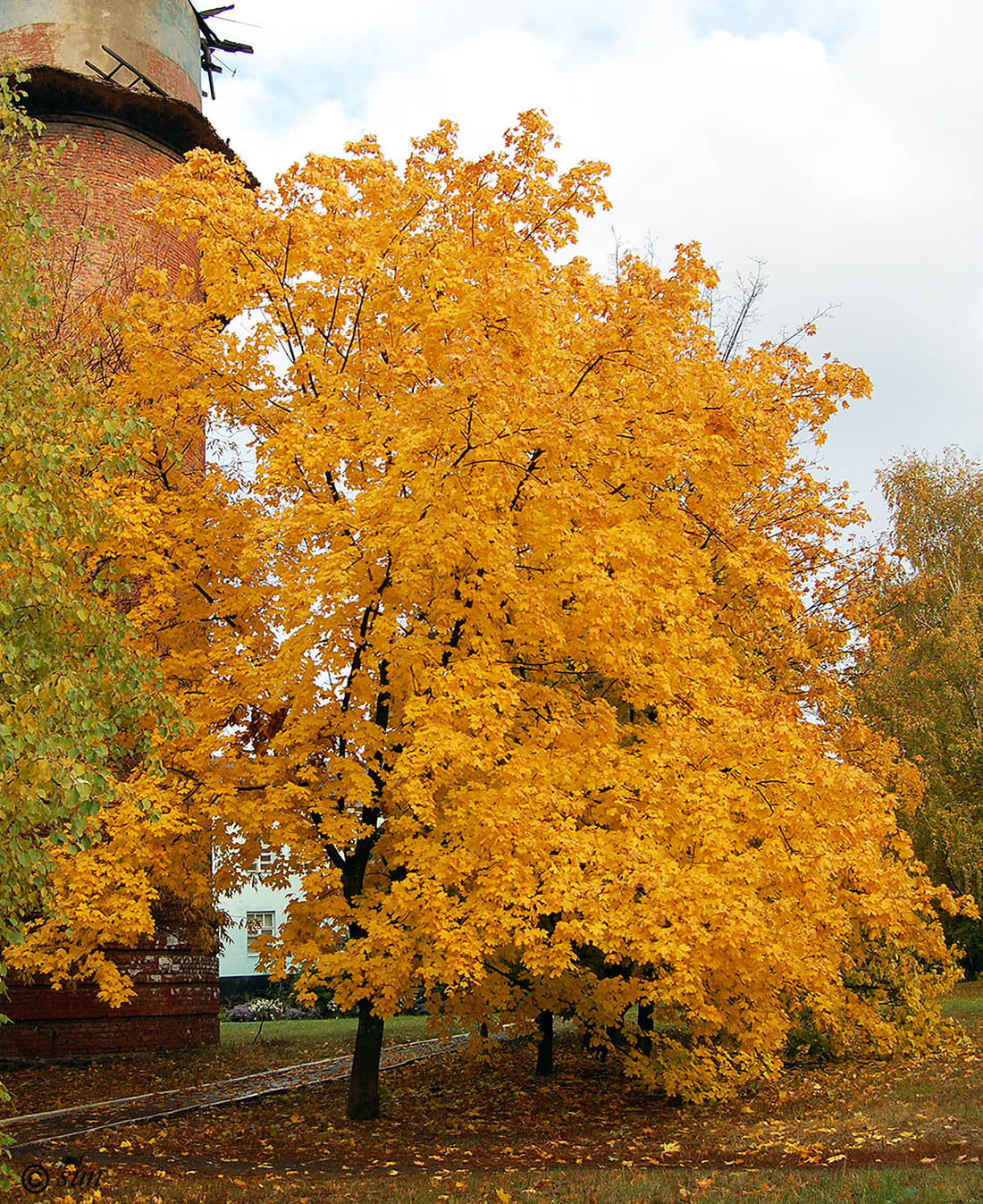 Image of Acer platanoides specimen.