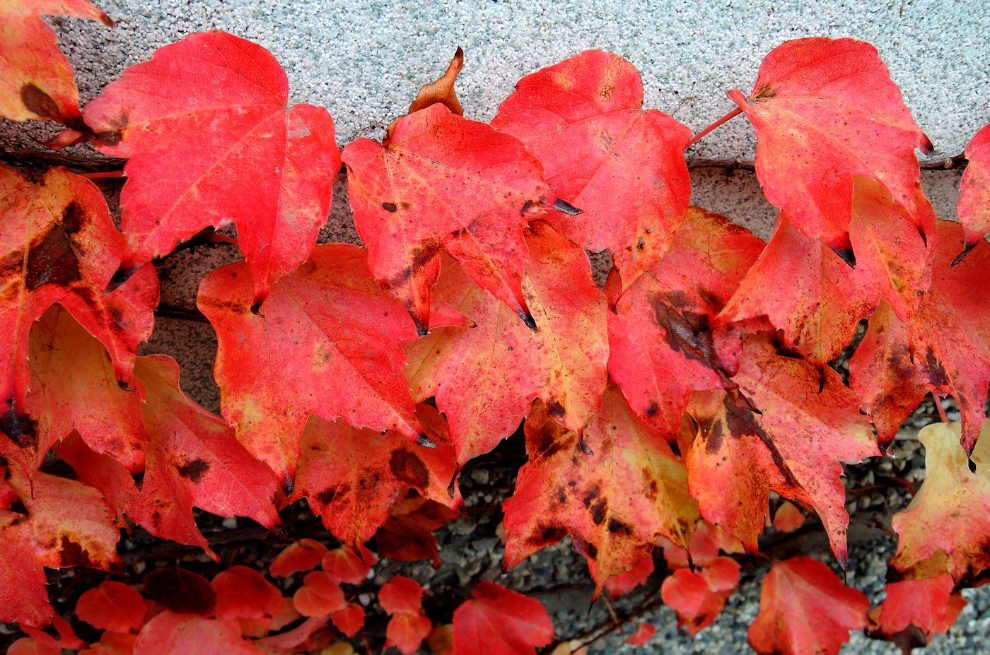 Image of Parthenocissus tricuspidata specimen.