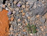 Ziziphora pamiroalaica. Цветущее растение. Таджикистан, Фанские горы, верховья р. Чапдара, ≈ 2800 м н.у.м., осыпающийся каменистый склон. 31.07.2017.