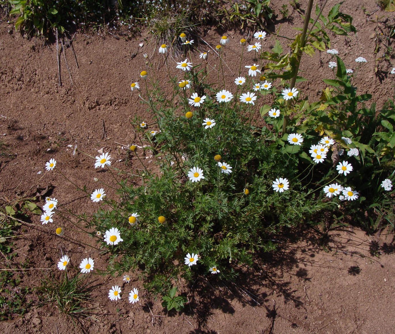 Image of Anthemis melanoloma specimen.