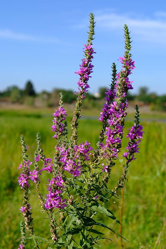 Image of Lythrum salicaria specimen.