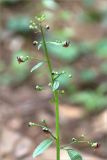 Scrophularia scopolii