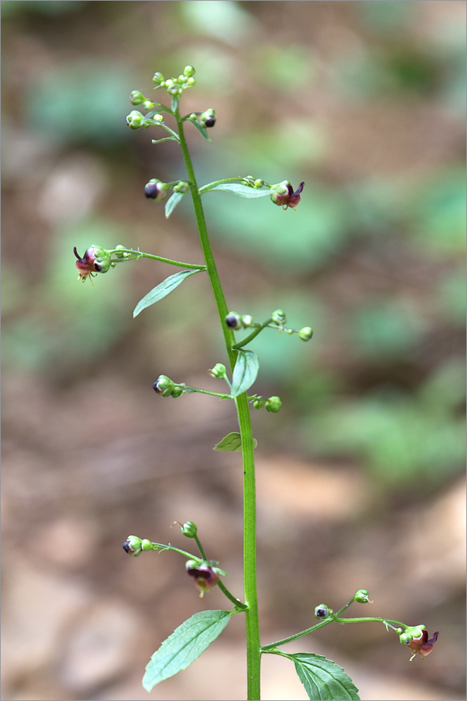 Изображение особи Scrophularia scopolii.