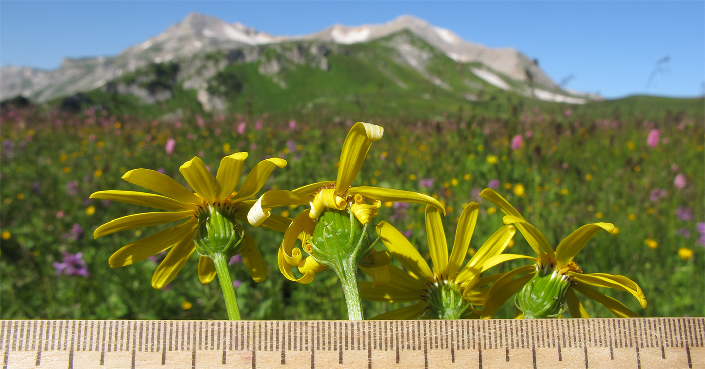 Image of Senecio kolenatianus specimen.