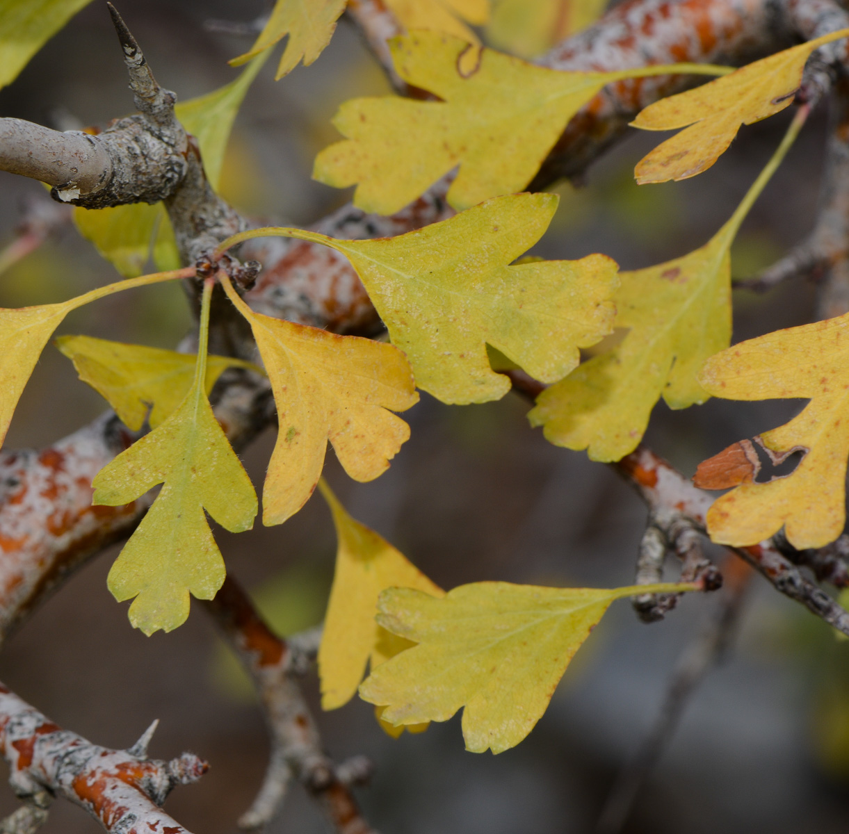 Изображение особи Crataegus &times; sinaica.