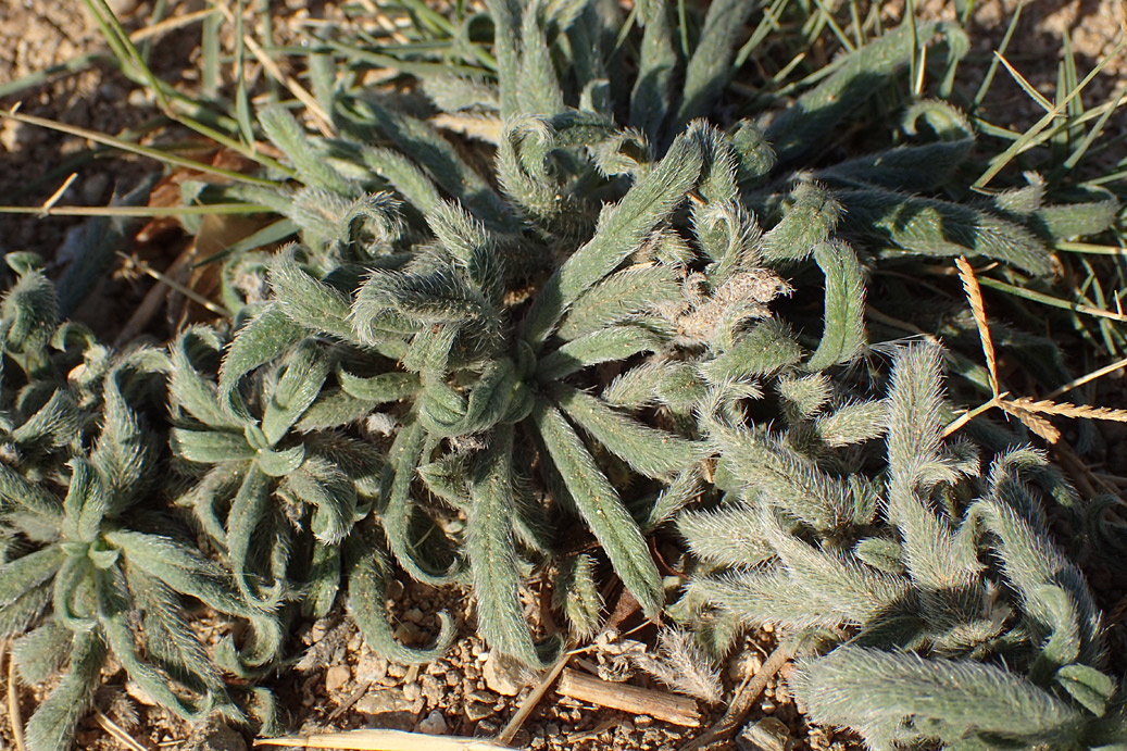 Image of Echium angustifolium specimen.