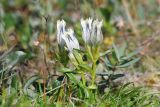 Gentiana algida