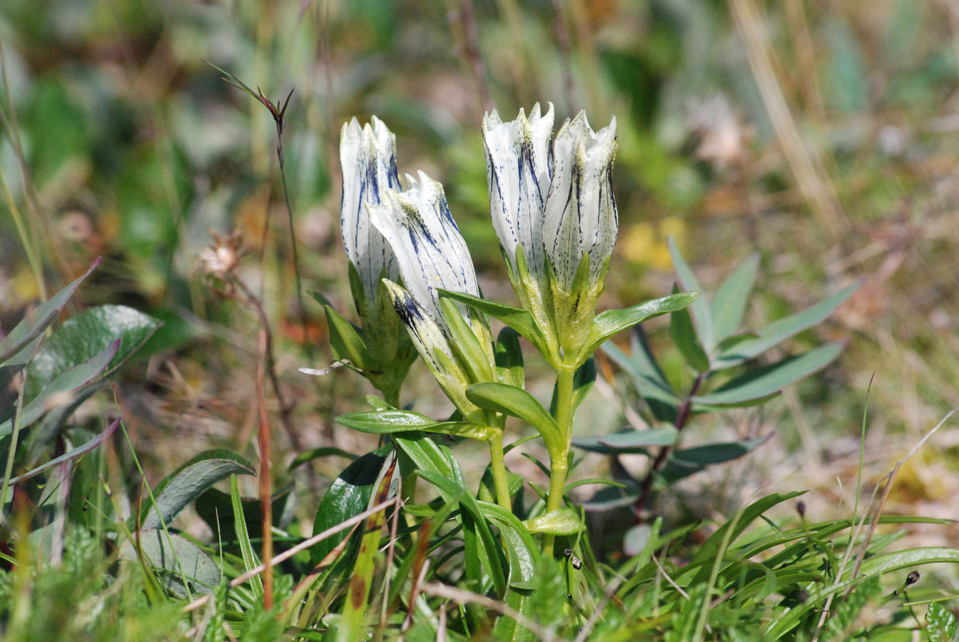 Изображение особи Gentiana algida.