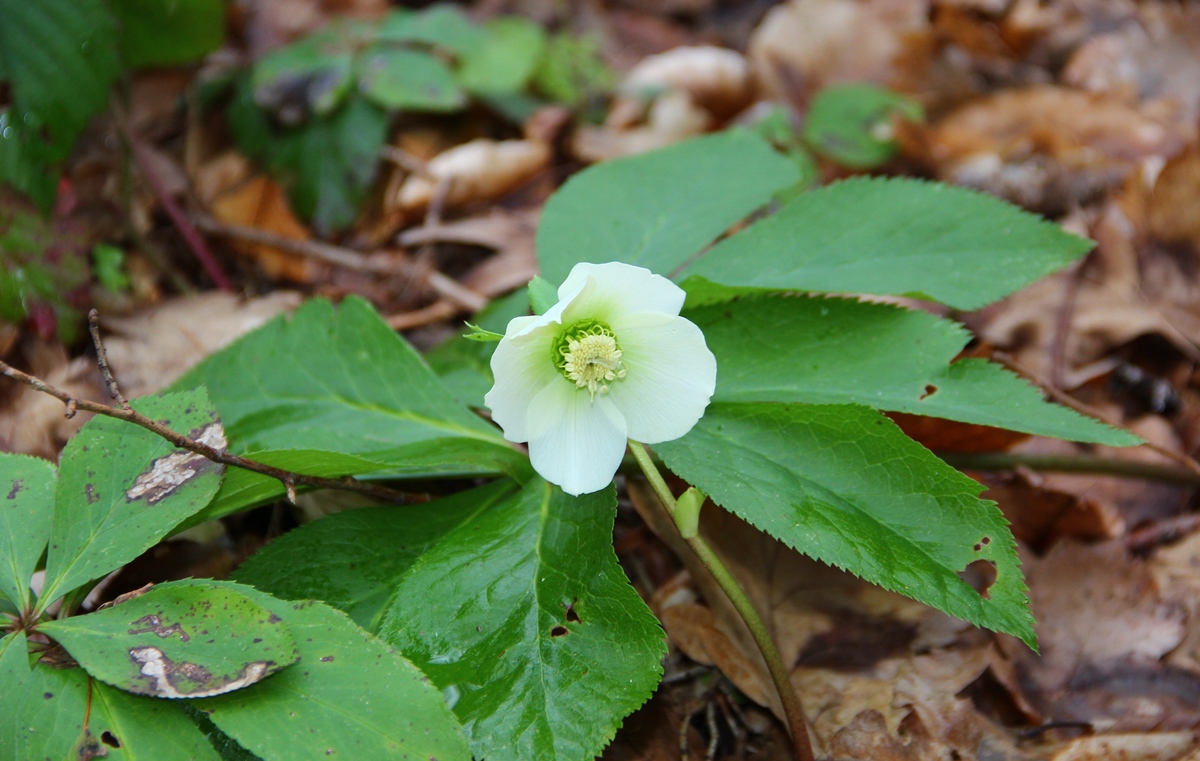 Image of Helleborus caucasicus specimen.