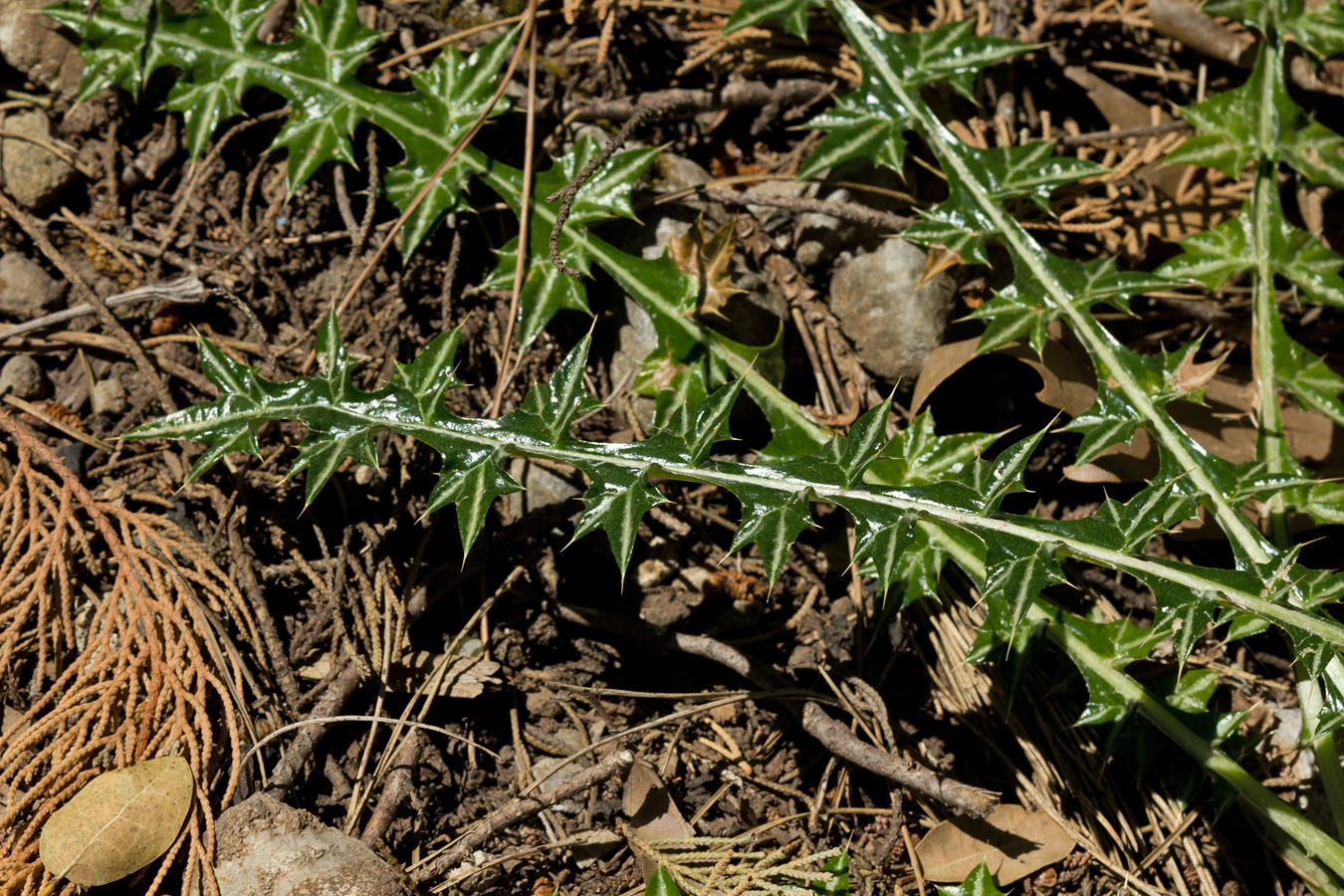 Изображение особи Lamyropsis cynaroides.