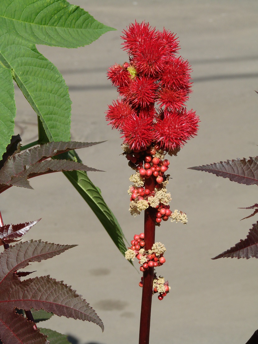 Image of Ricinus communis specimen.