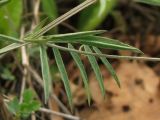 Vicia tenuissima