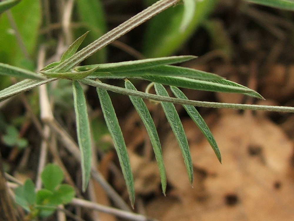 Image of Vicia tenuissima specimen.