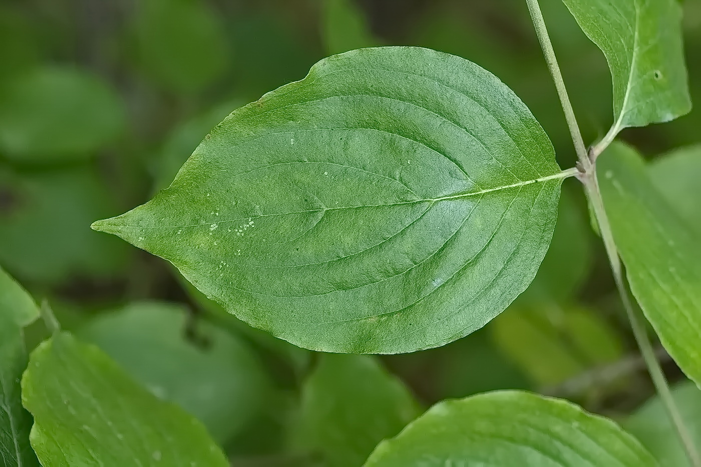 Изображение особи Cornus mas.