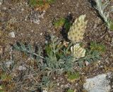 Astragalus lupulinus