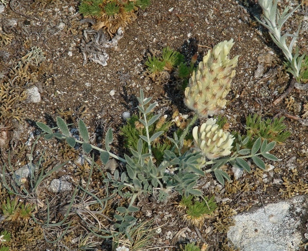 Image of Astragalus lupulinus specimen.