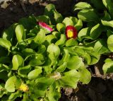 Bellis perennis