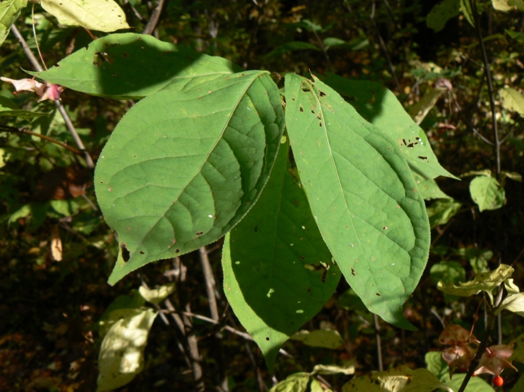 Изображение особи Euonymus macropterus.