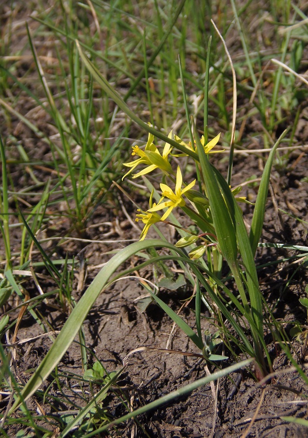 Image of Gagea paczoskii specimen.