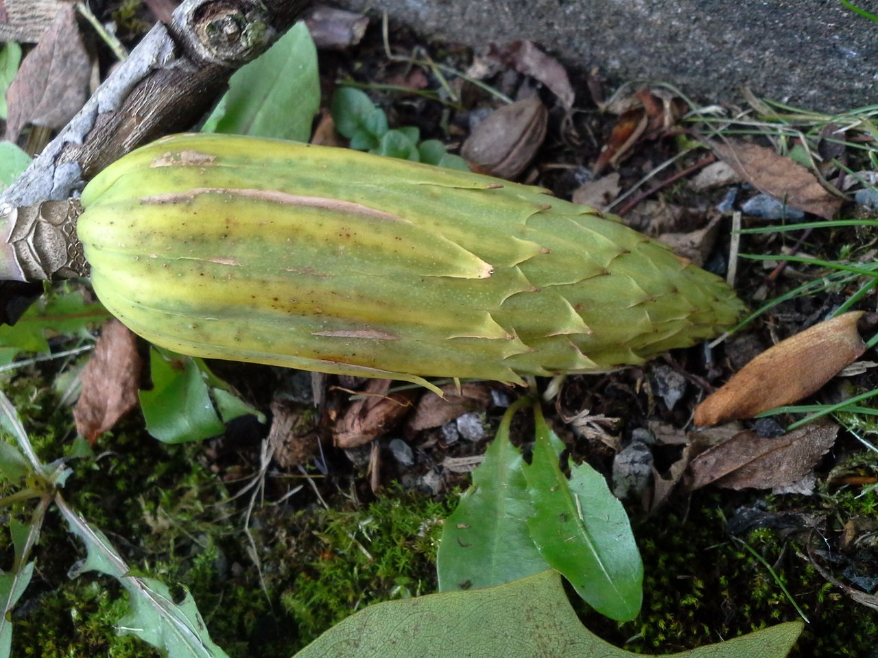 Image of Liriodendron tulipifera specimen.