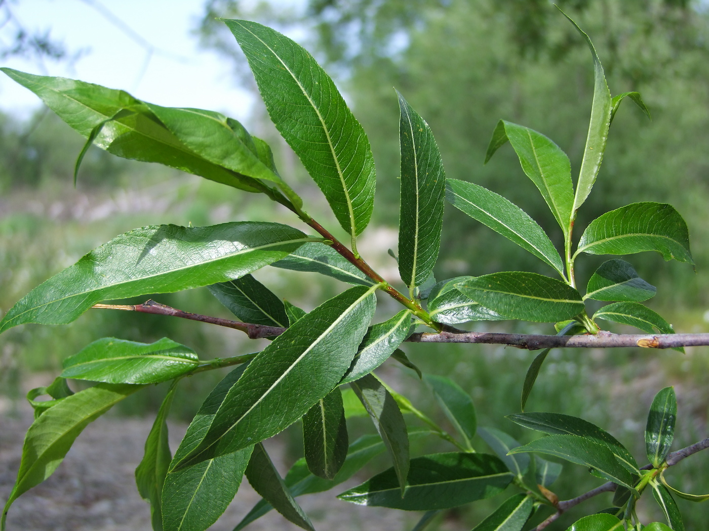 Изображение особи Salix rorida.