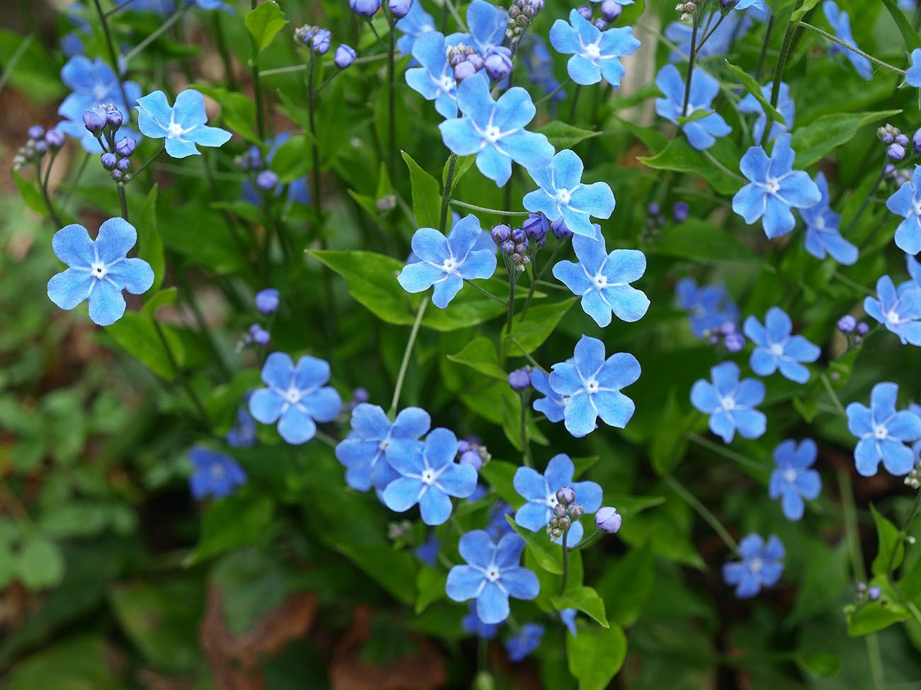 Изображение особи Omphalodes cappadocica.