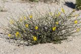 Verbascum pinnatifidum. Цветущее растение. Краснодарский край, Приморско-Ахтарский р-н, Морозовский сельский округ, Ясенская коса, ракушечный берег. 12.06.2018.