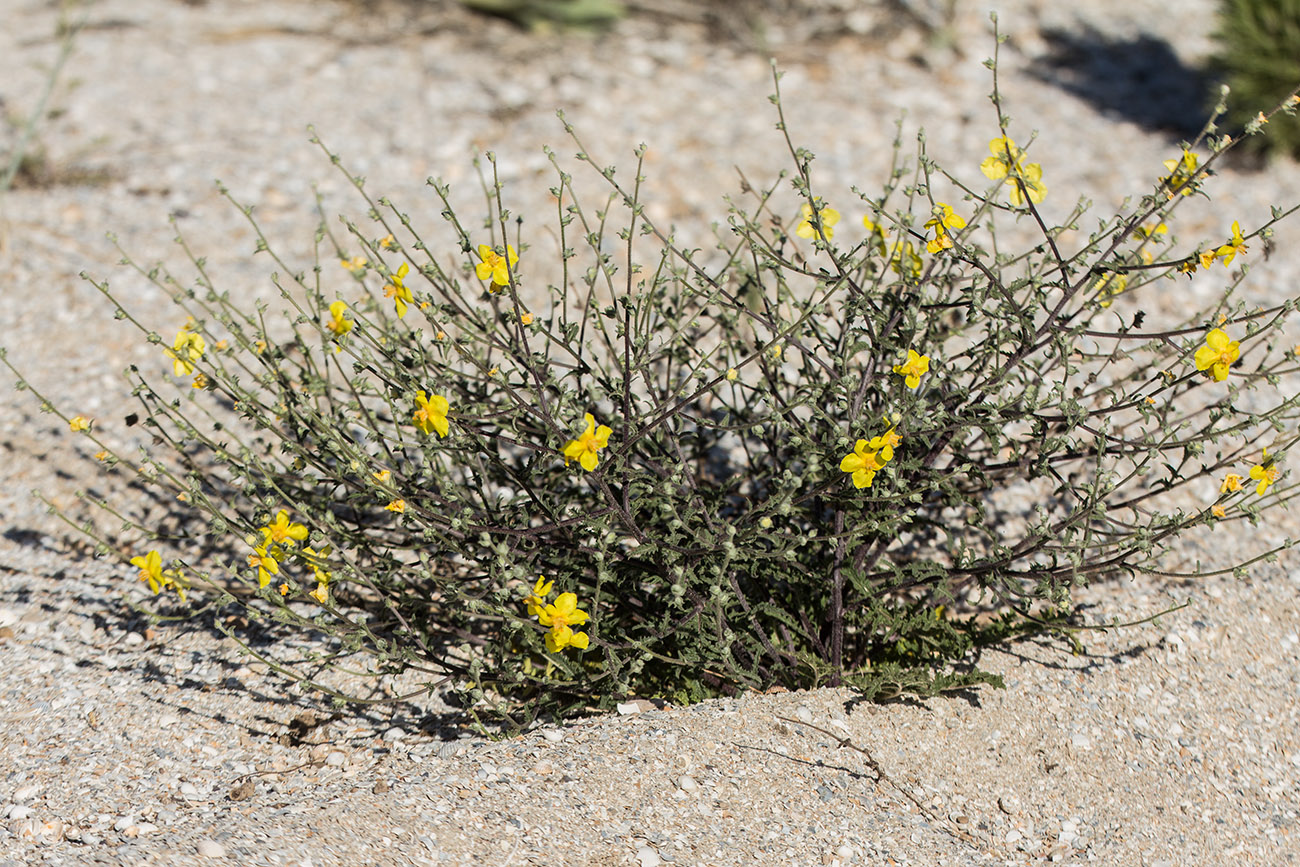 Image of Verbascum pinnatifidum specimen.