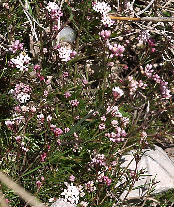 Изображение особи Asperula accrescens.