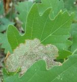 Image of taxon representative. Author is Александр Петров