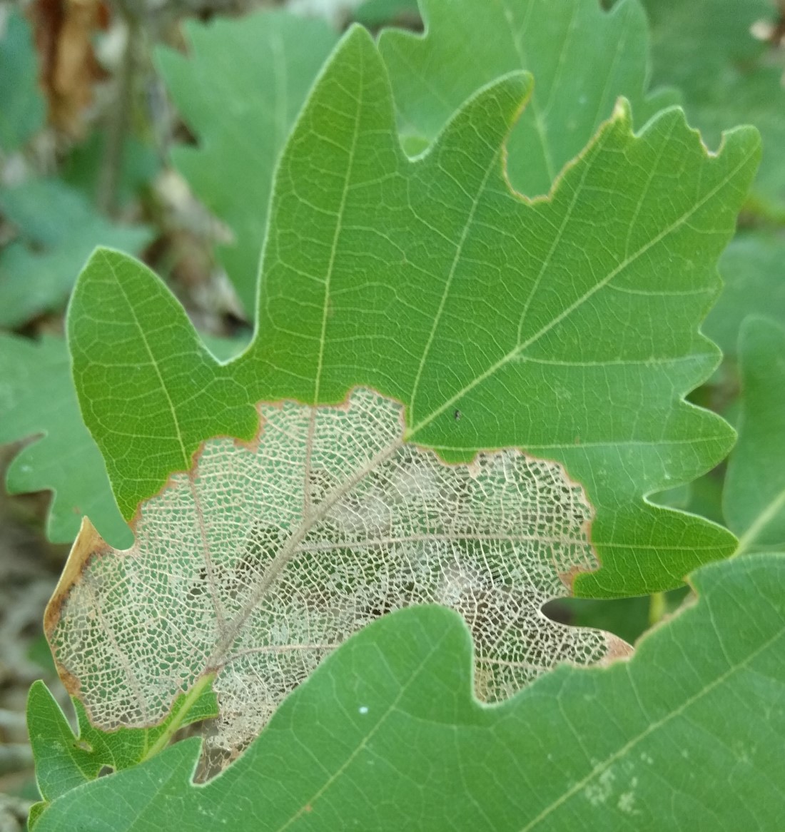 Image of genus Quercus specimen.