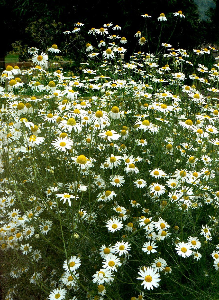 Image of Tripleurospermum inodorum specimen.