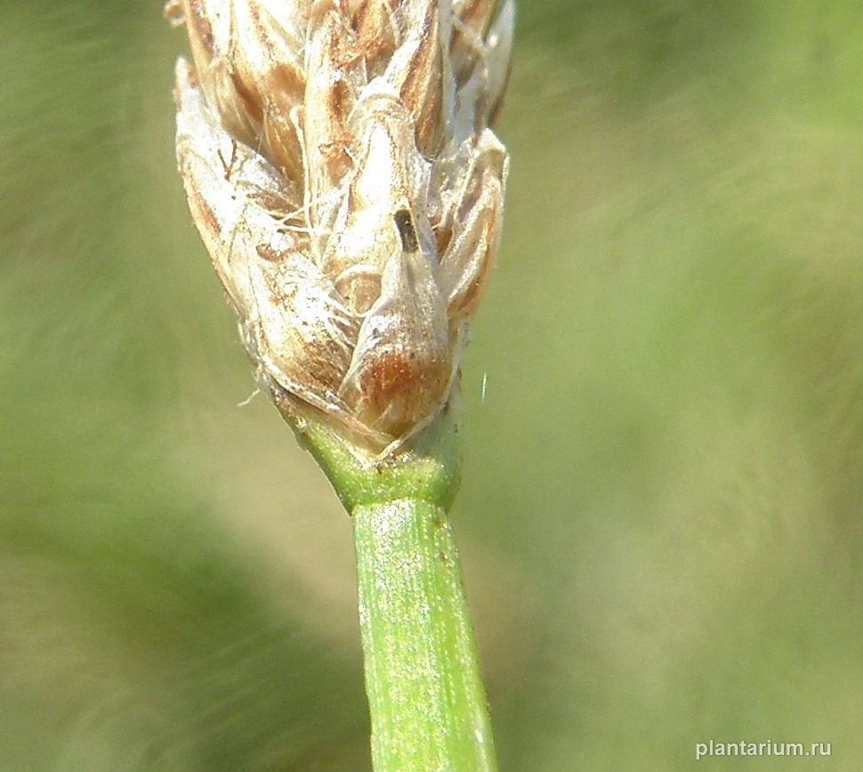 Изображение особи Eleocharis palustris.