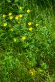 genus Potentilla