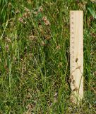 Carex pachystylis. Цветущие растения. Восточный Казахстан, г. Усть-Каменогорск, правый берег р. Иртыш, остепнённый луг. 21.05.2018.