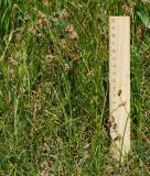 Carex pachystylis