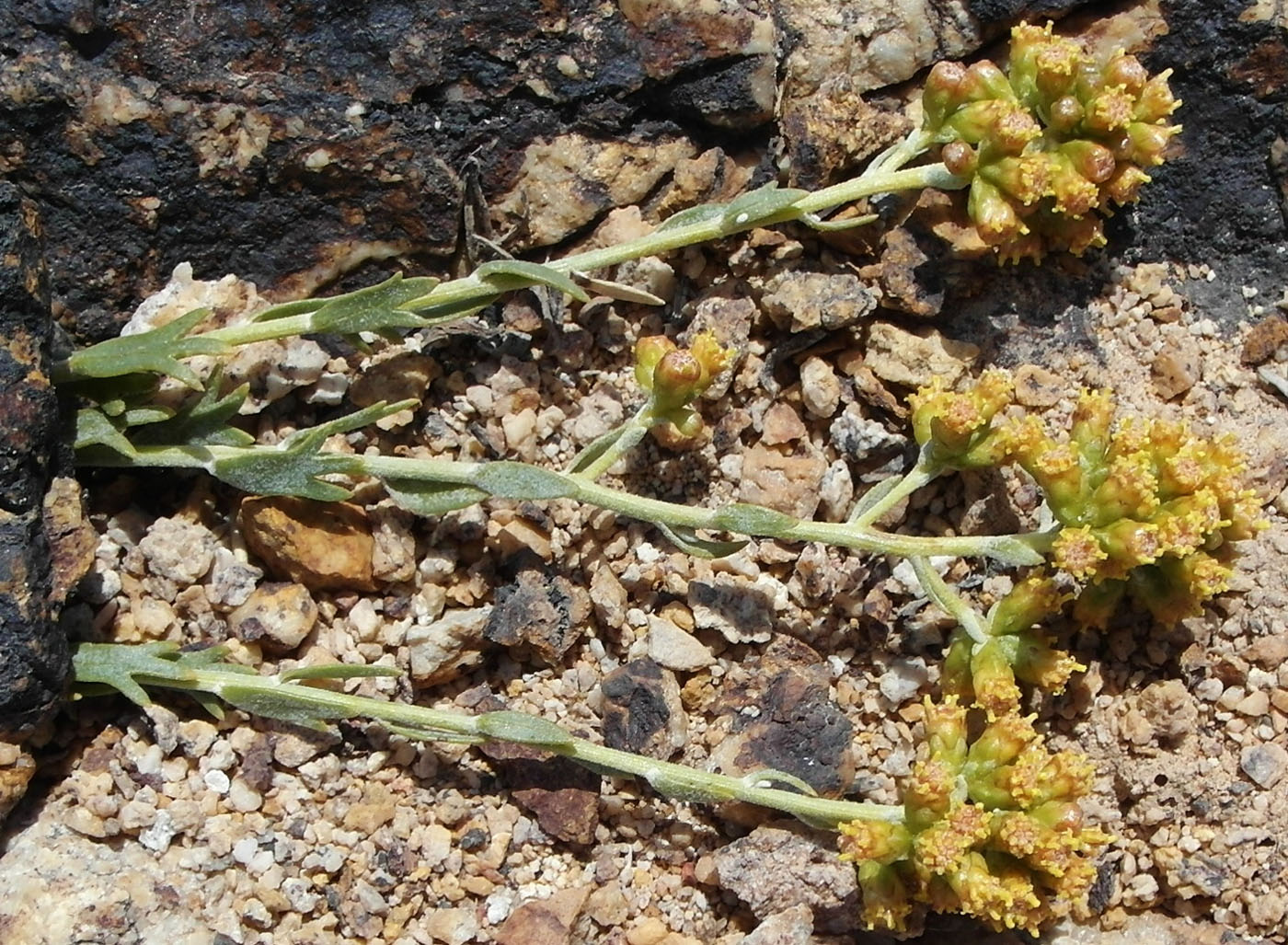 Image of Kaschgaria komarovii specimen.