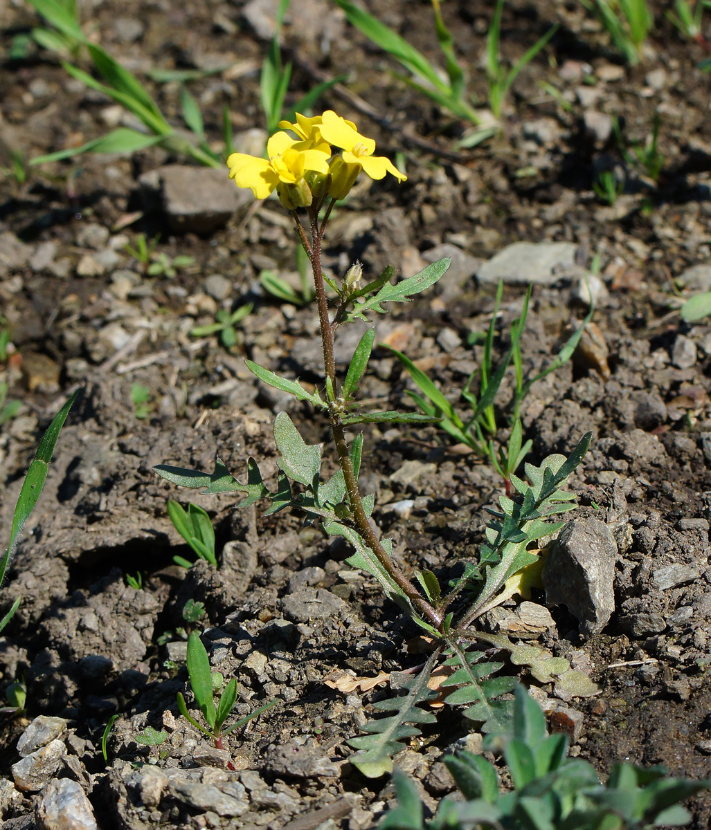 Image of Chorispora sibirica specimen.