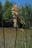 Carex disticha. Соцветие. Нидерланды, провинция Утрехт, окр. деревни Бюнник, заболоченный берег небольшой протоки. 2 июня 2010 г.