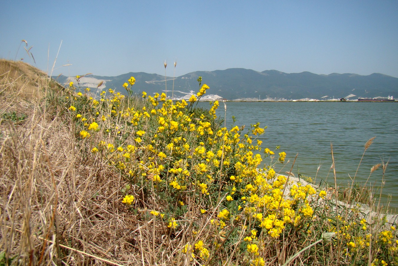 Image of Medicago falcata specimen.