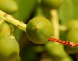 Lauro-cerasus officinalis. Незрелый плод. Черногория, муниципалитет Будва, пос. Бечичи (Bečići), озеленение. Июль 2018 г.