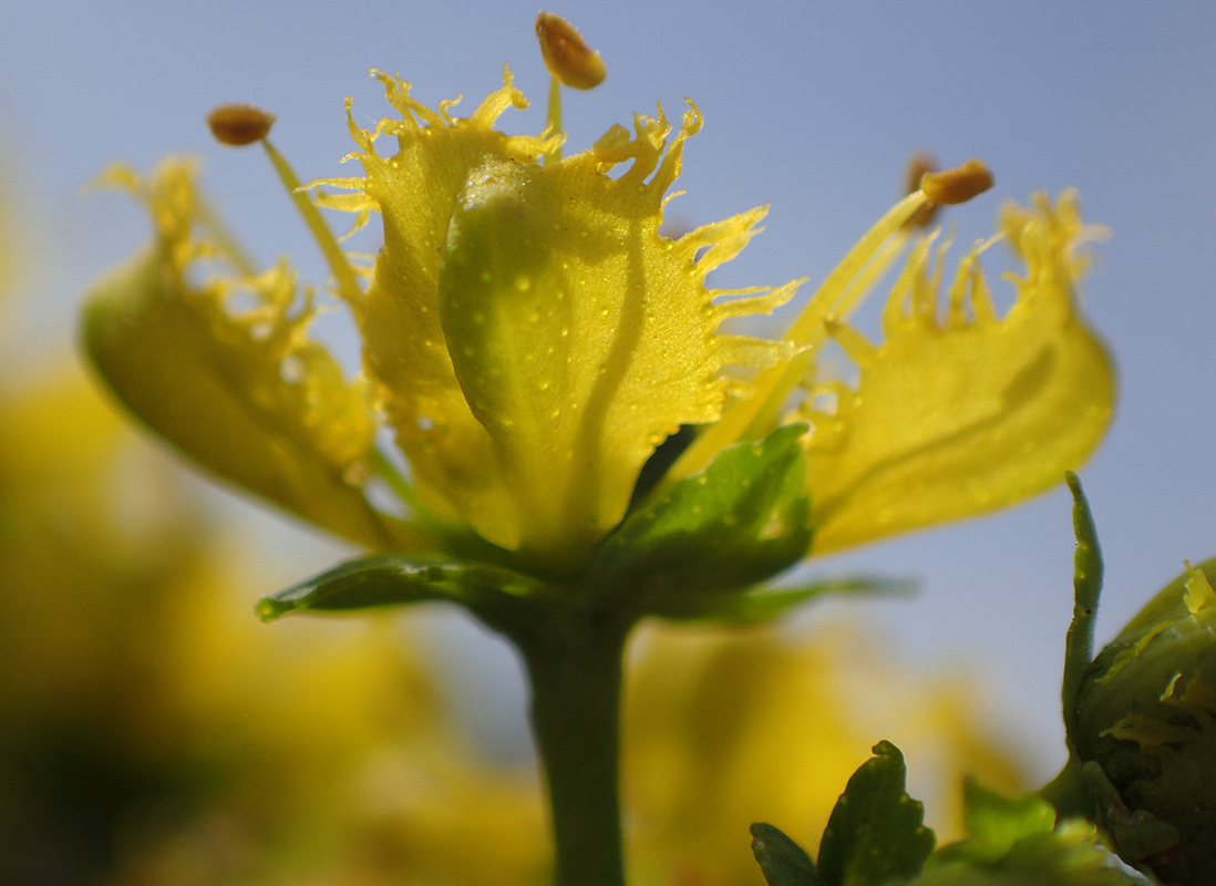 Изображение особи Ruta chalepensis.