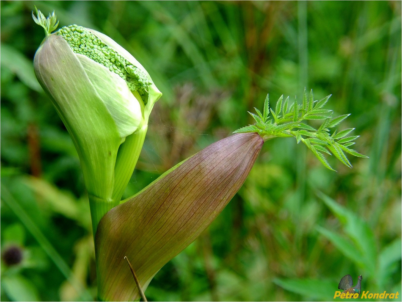 Изображение особи Angelica sylvestris.