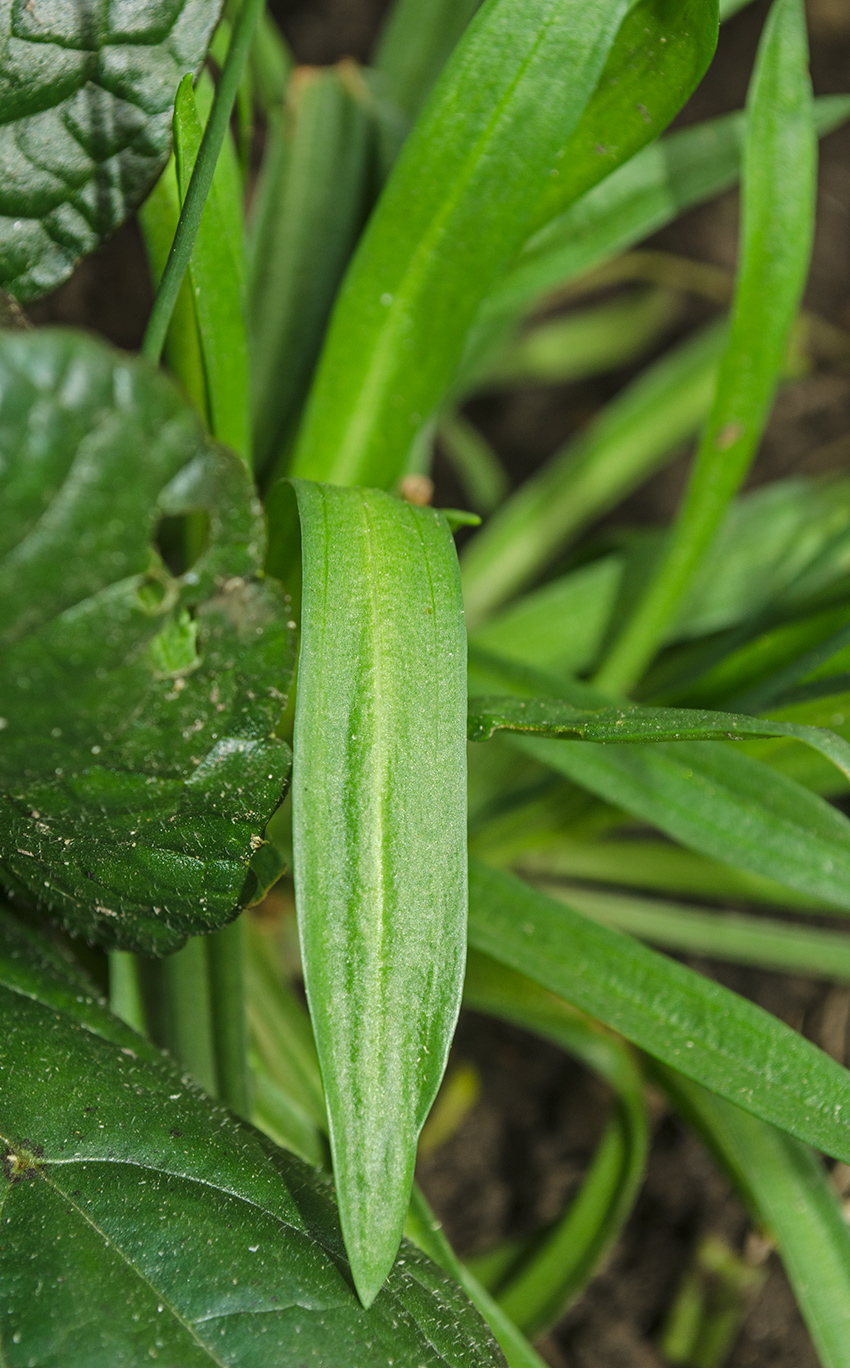 Image of genus Armeria specimen.