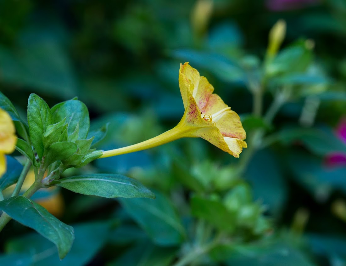 Image of Mirabilis jalapa specimen.