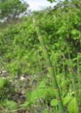 Equisetum ramosissimum. Верхушка побега. Дагестан, Кумторкалинский р-н, долина р. Шураозень, у ж.-д. канавы. 06.05.2018.