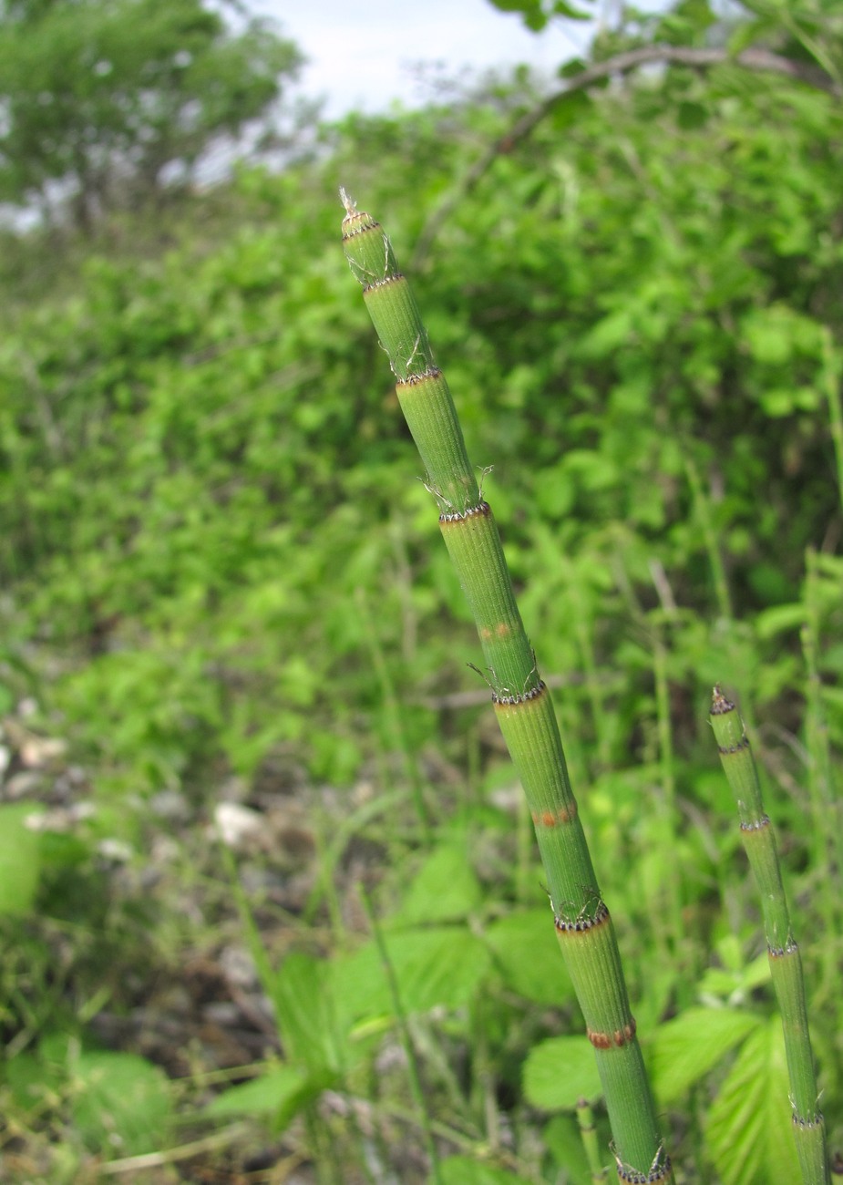 Image of Equisetum ramosissimum specimen.